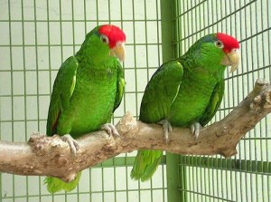 Parrots - Sandwich Animal Feeds Parrots - Sandwich Animal Feeds