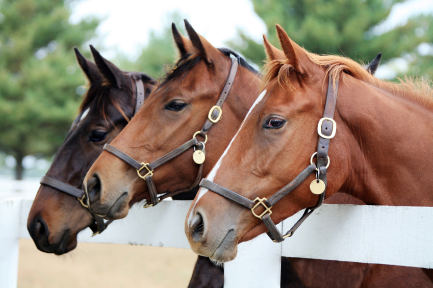 horse feeds and provisions