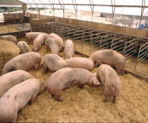 Full range of farm animal feed
